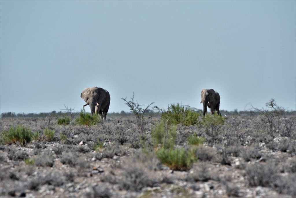 Etosha