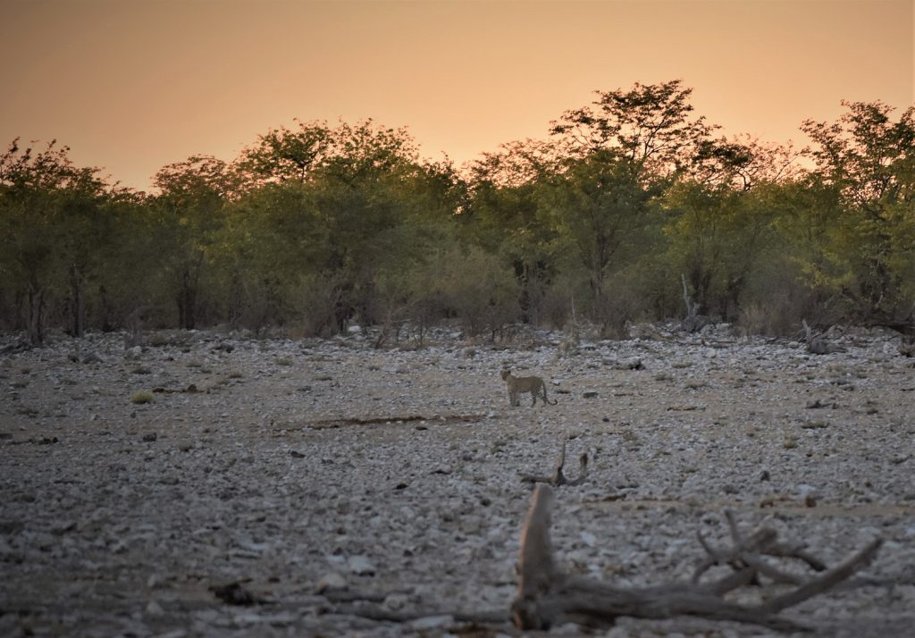 Morning Drive Etosha