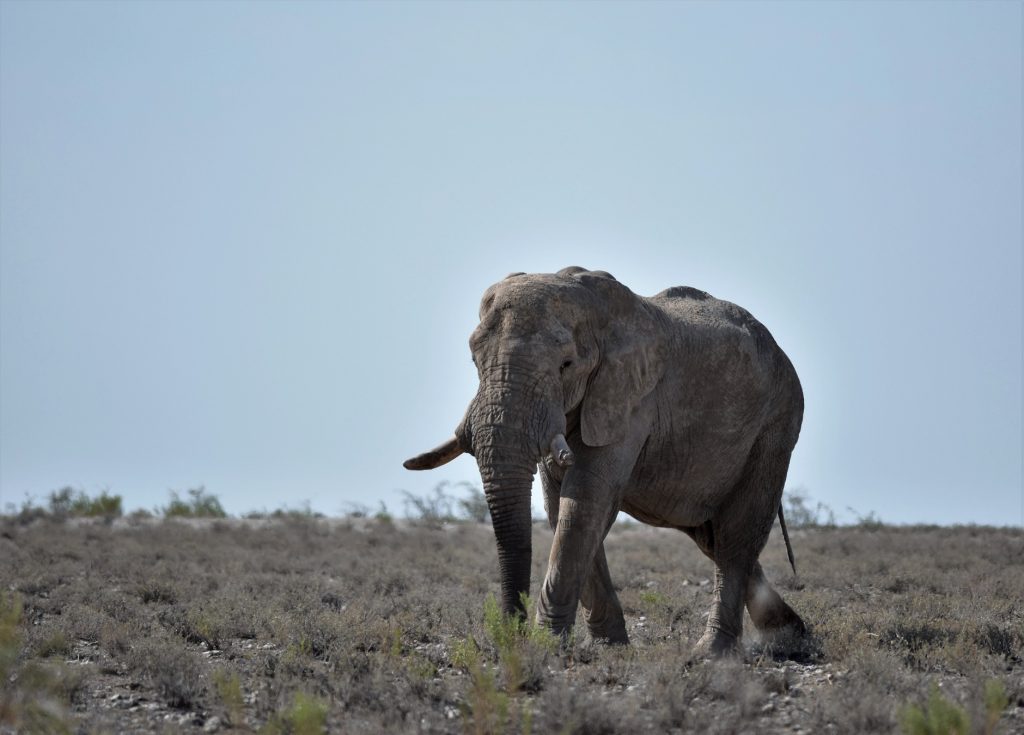 Etosha