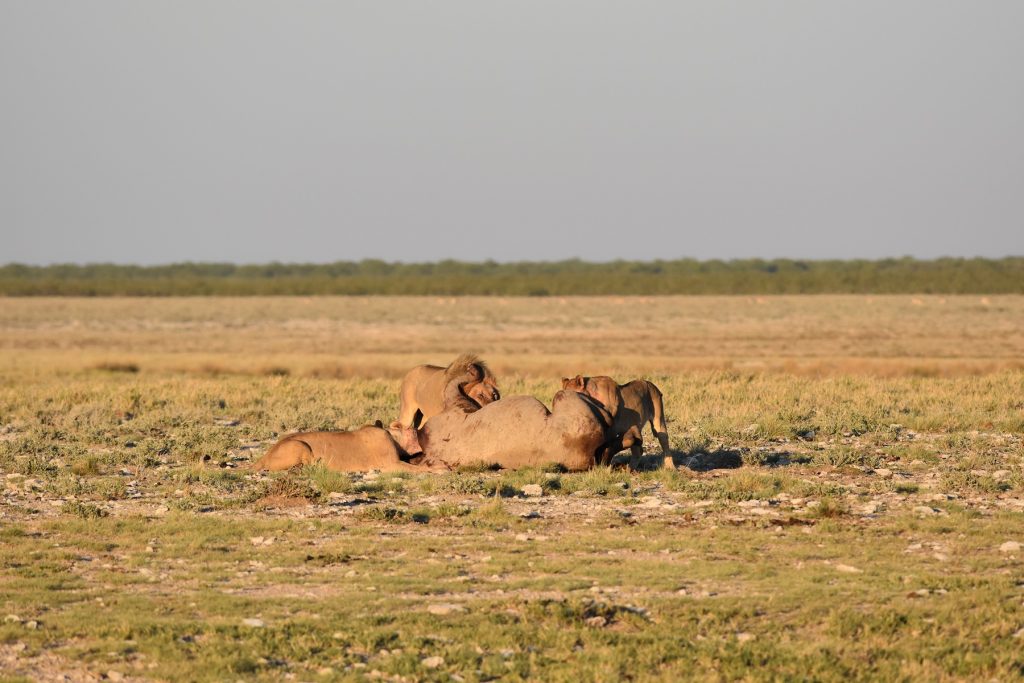 Morning Drive Etosha