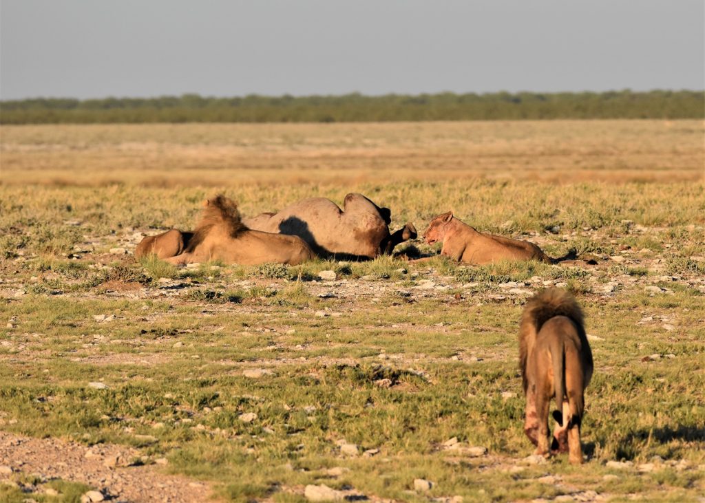 Morning Drive Etosha