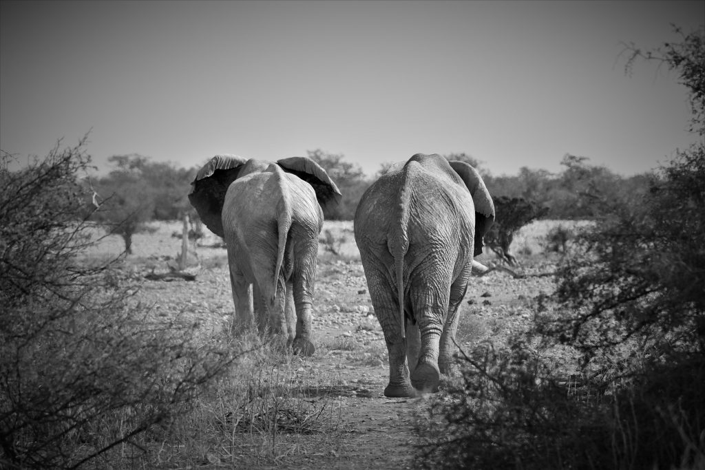 Etosha