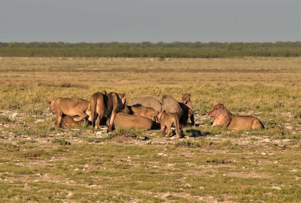 Morning Drive Etosha