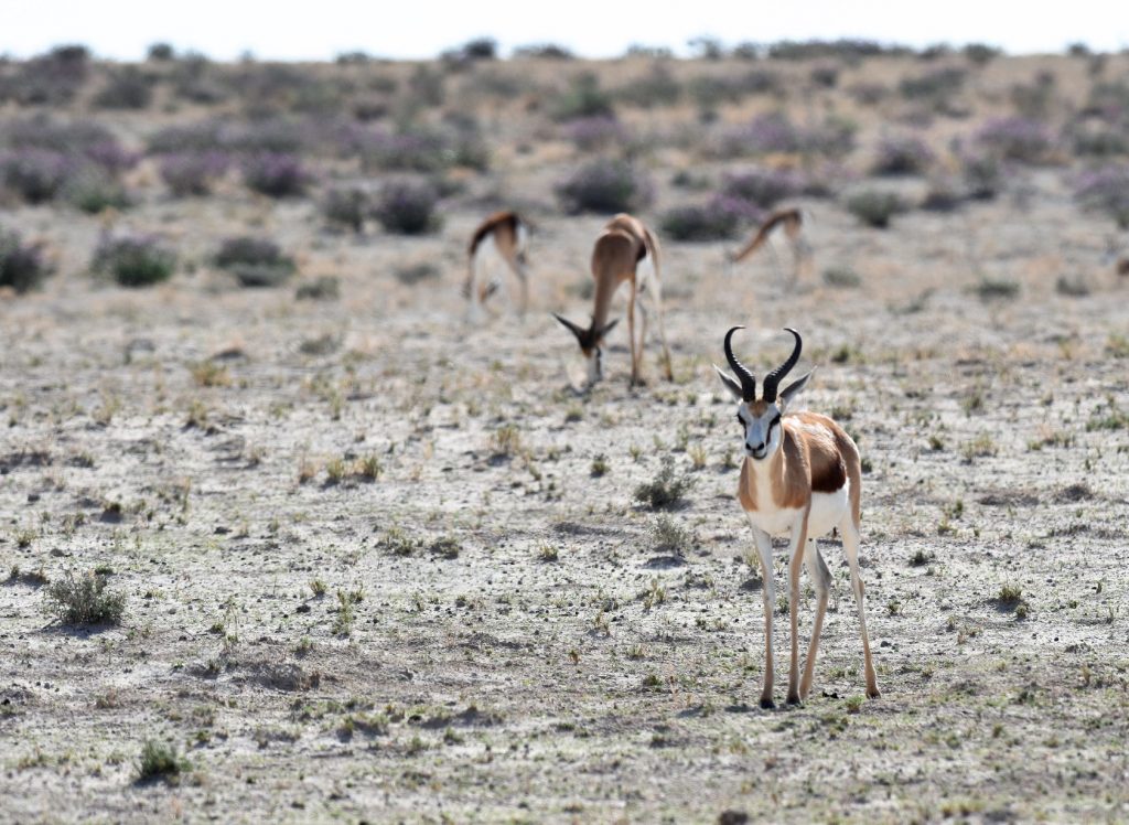 Etosha