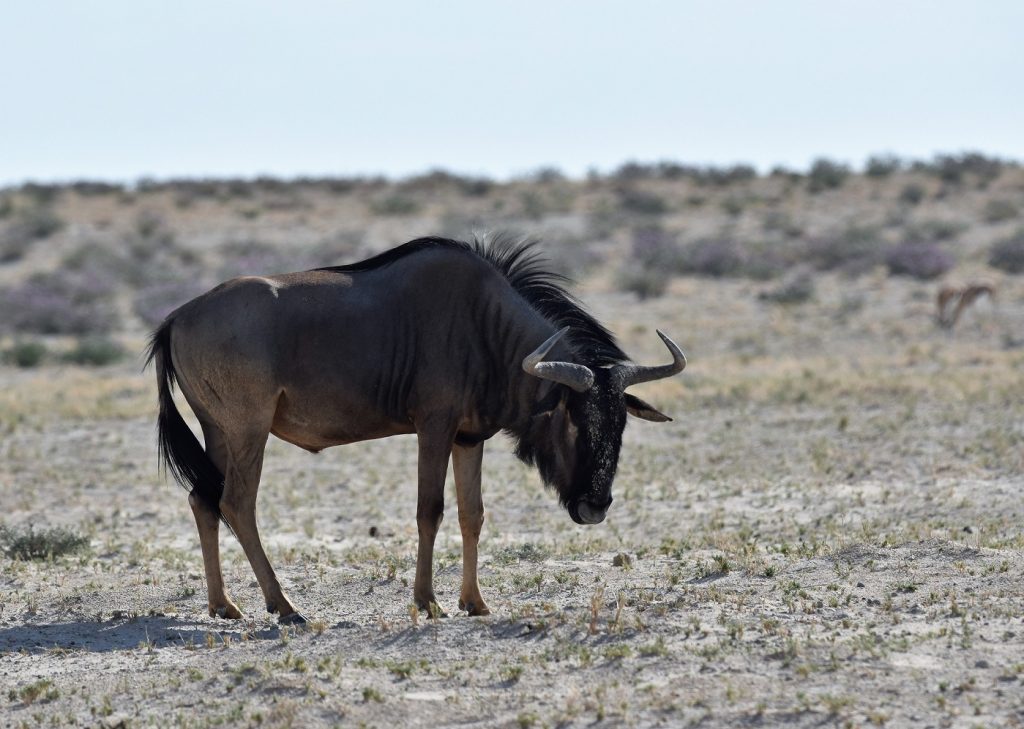 Etosha