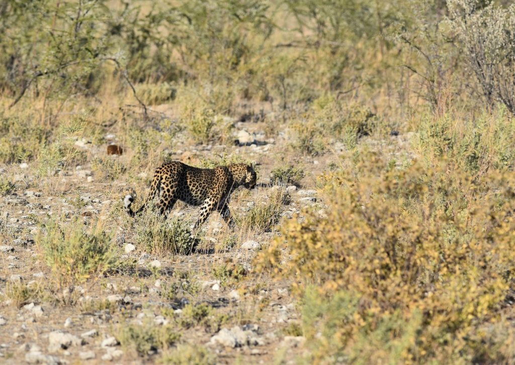 Morning Drive Etosha