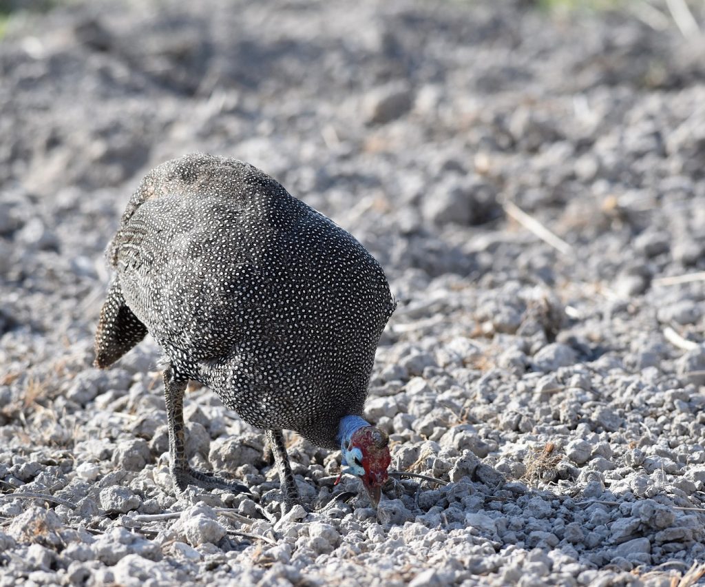 Etosha