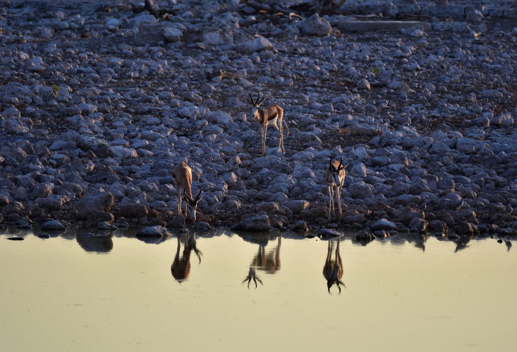 Okaukuejo waterhole