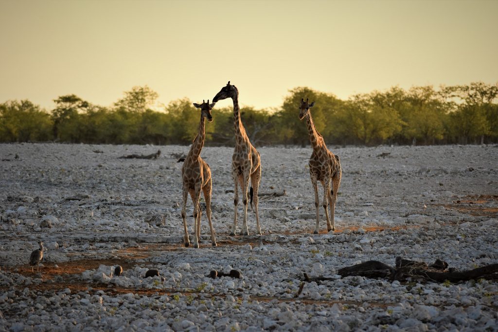 Okaukuejo waterhole