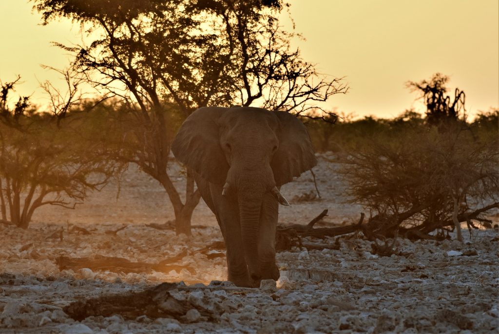 Okaukuejo waterhole