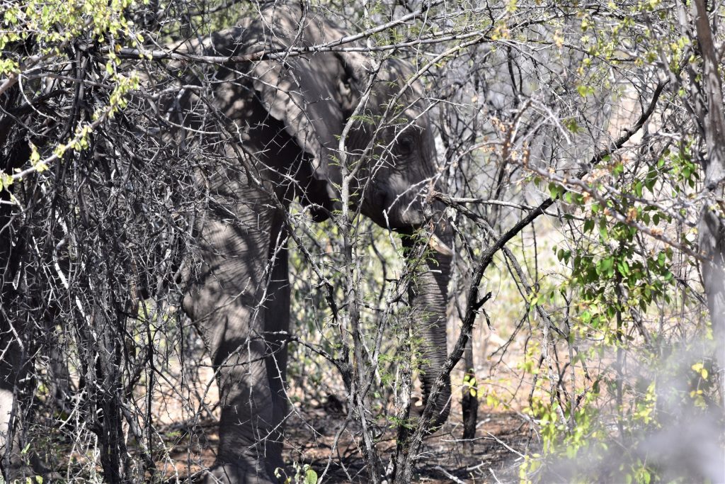 Elephants Dik dik road