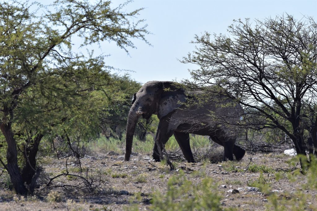 Etosha