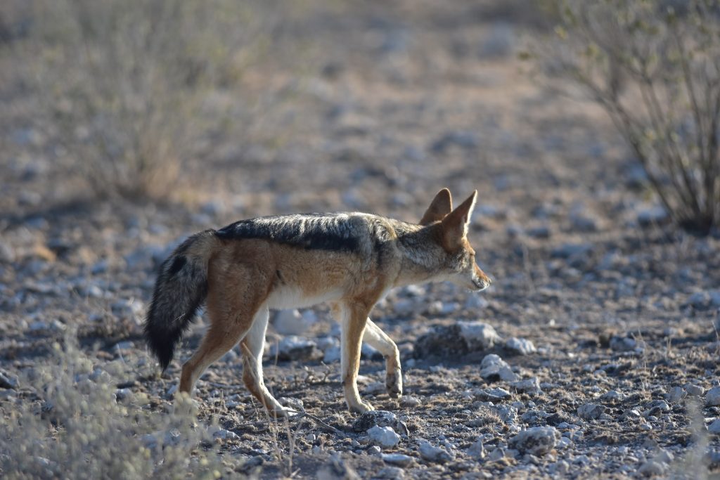 Etosha