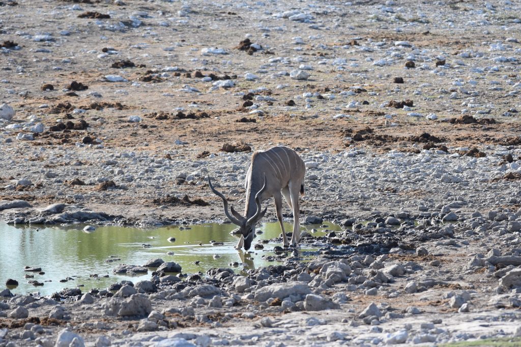 Halali Etosha