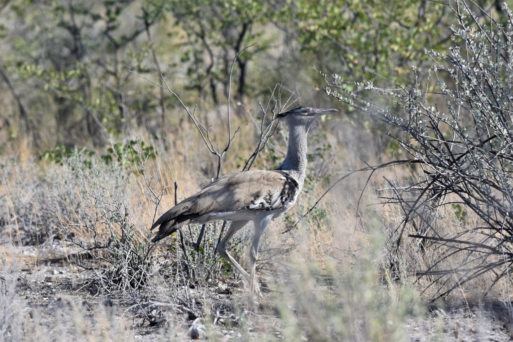 Etosha