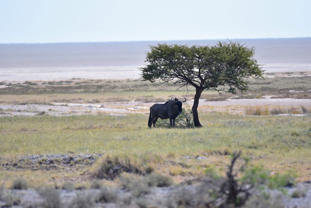 Etosha Pan