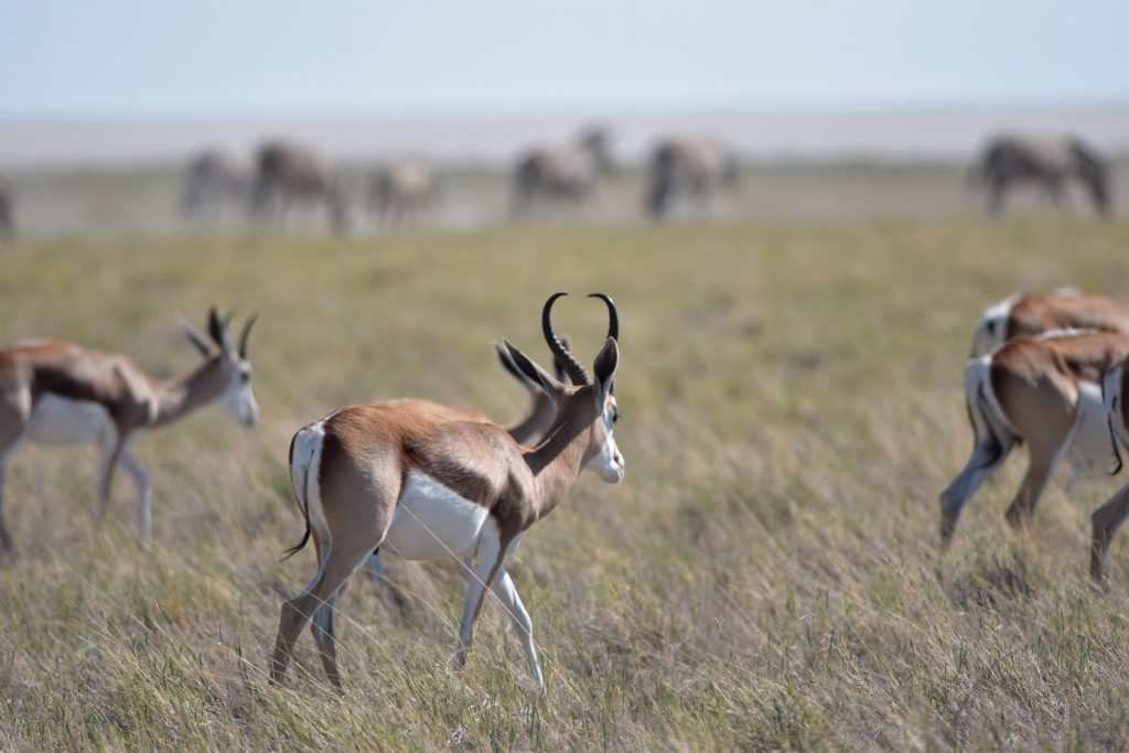 Etosha