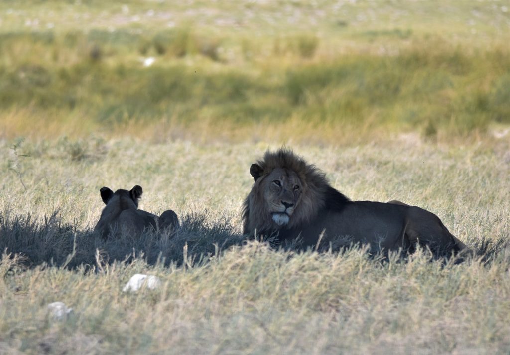 Halali Etosha