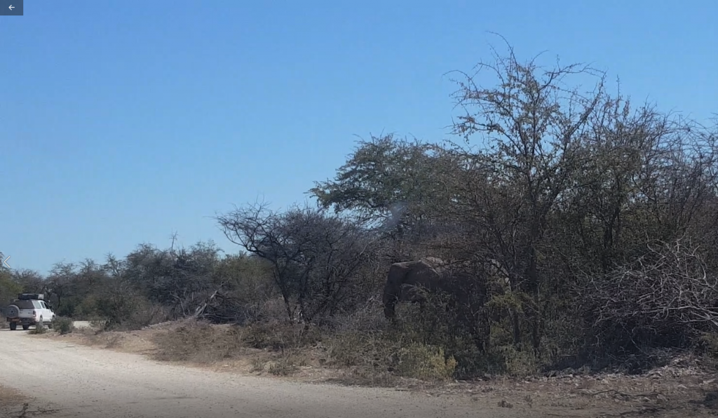 Elephants Dik dik road