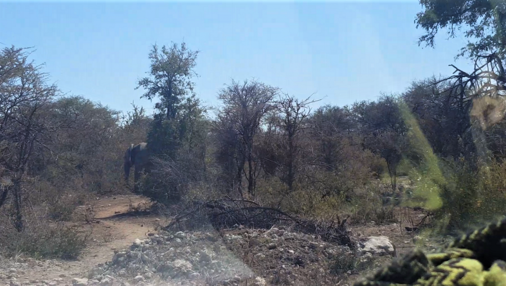 Elephants Dik dik road