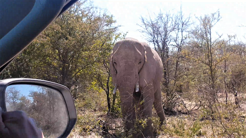 Elephants Dik dik road