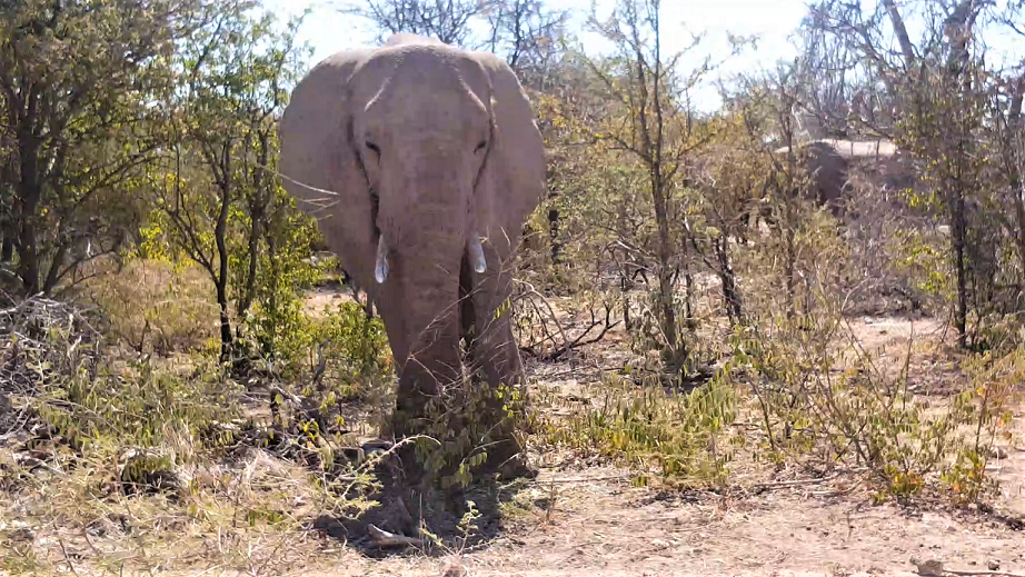 Elephants Dik dik road