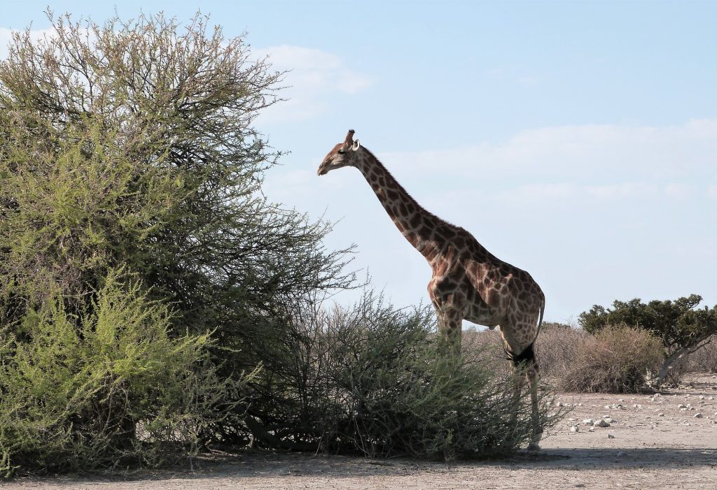 Etosha