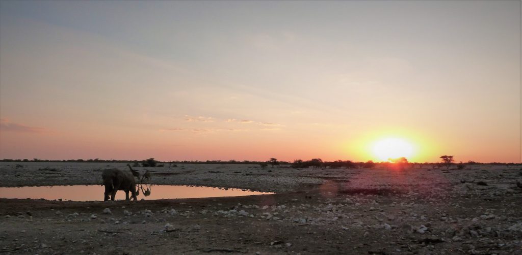 Okaukuejo waterhole