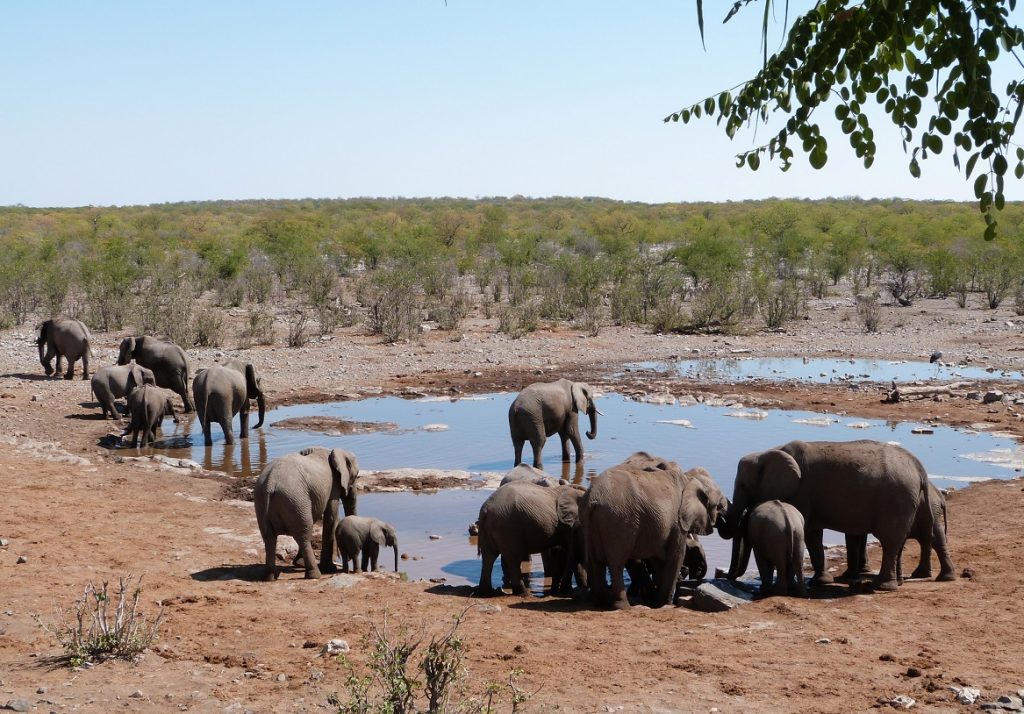 Halali waterhole