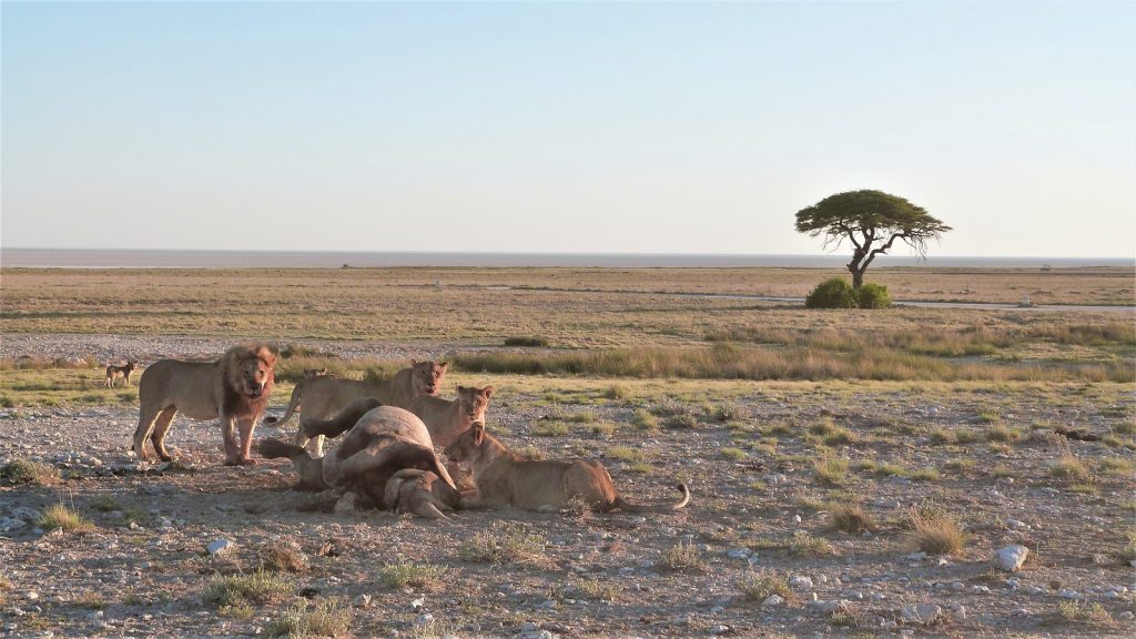 Morning Drive Etosha