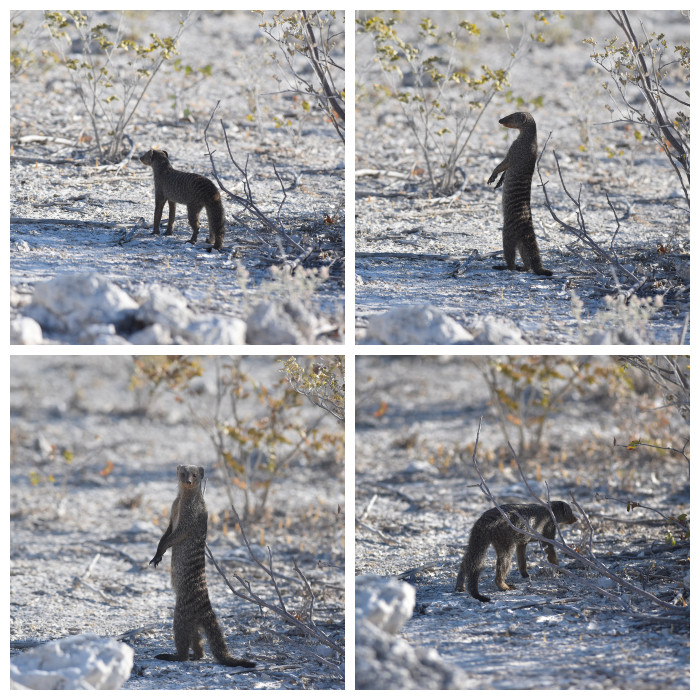 Etosha