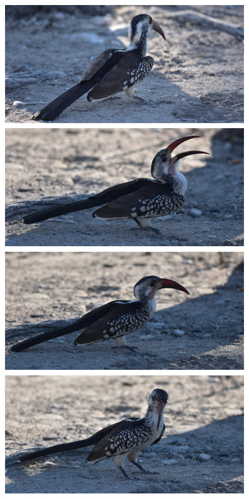 Halali Etosha