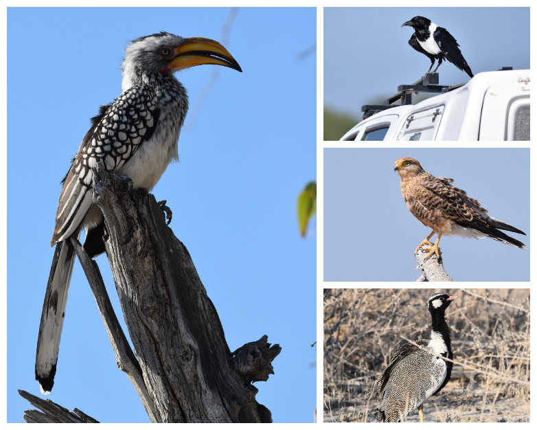 Etosha