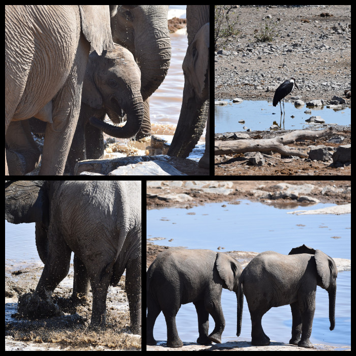 Halali waterhole