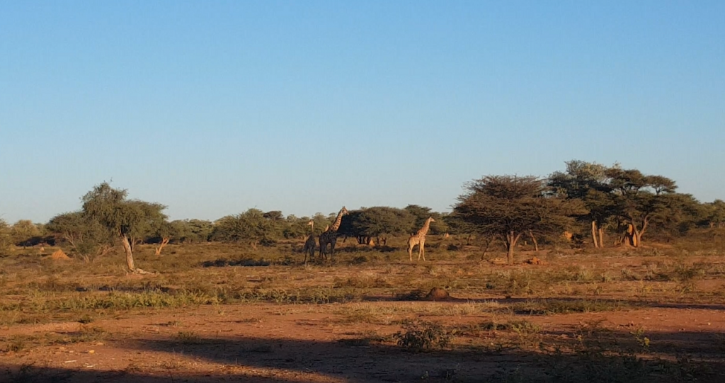 Okonjima plains camp