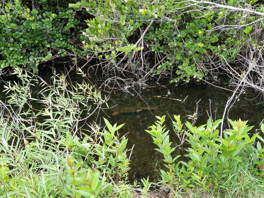 Everglades Shark Valley