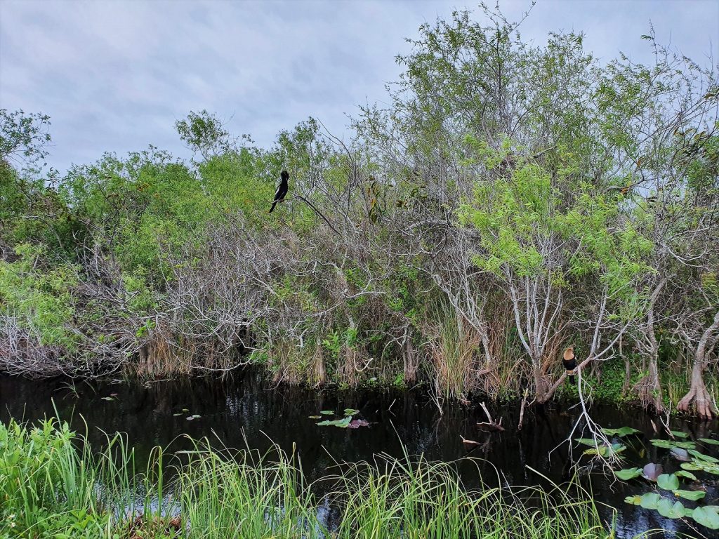 Everglades Shark Valley