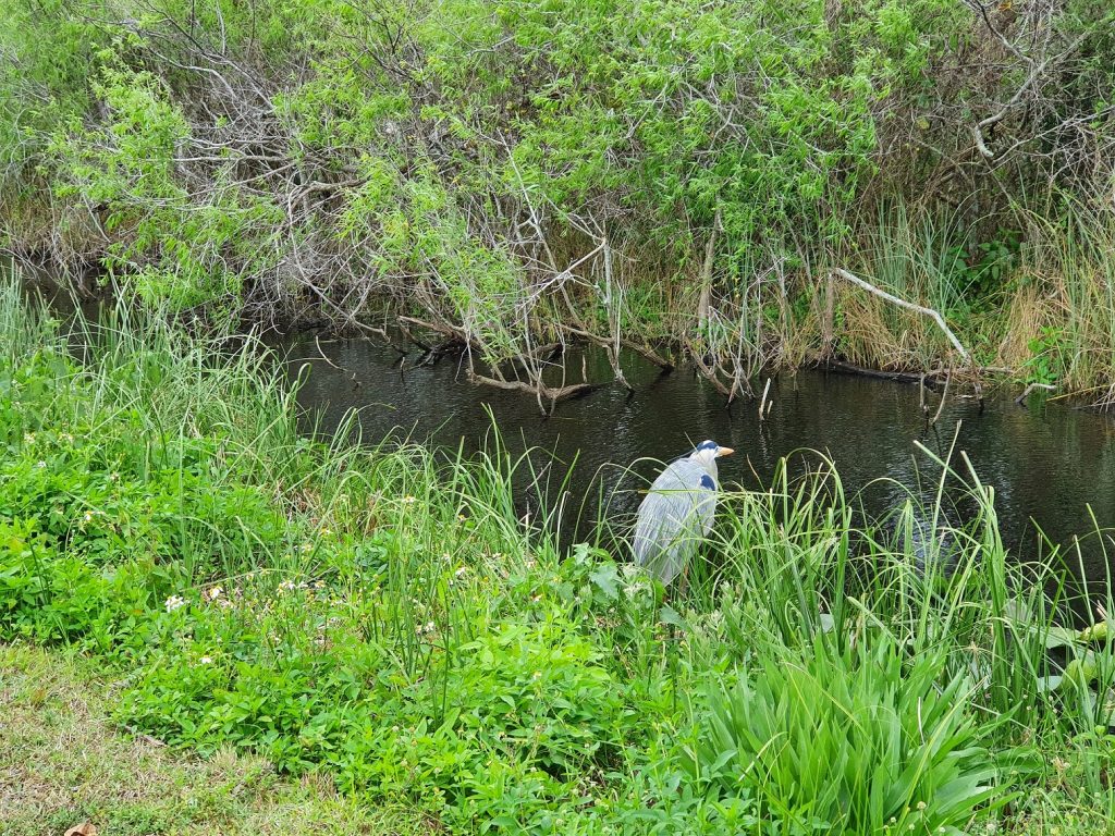 Everglades Shark Valley