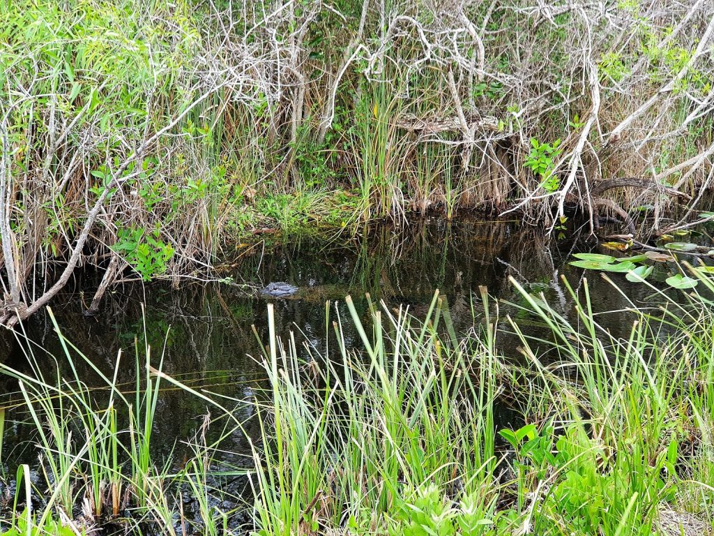 Everglades Shark Valley