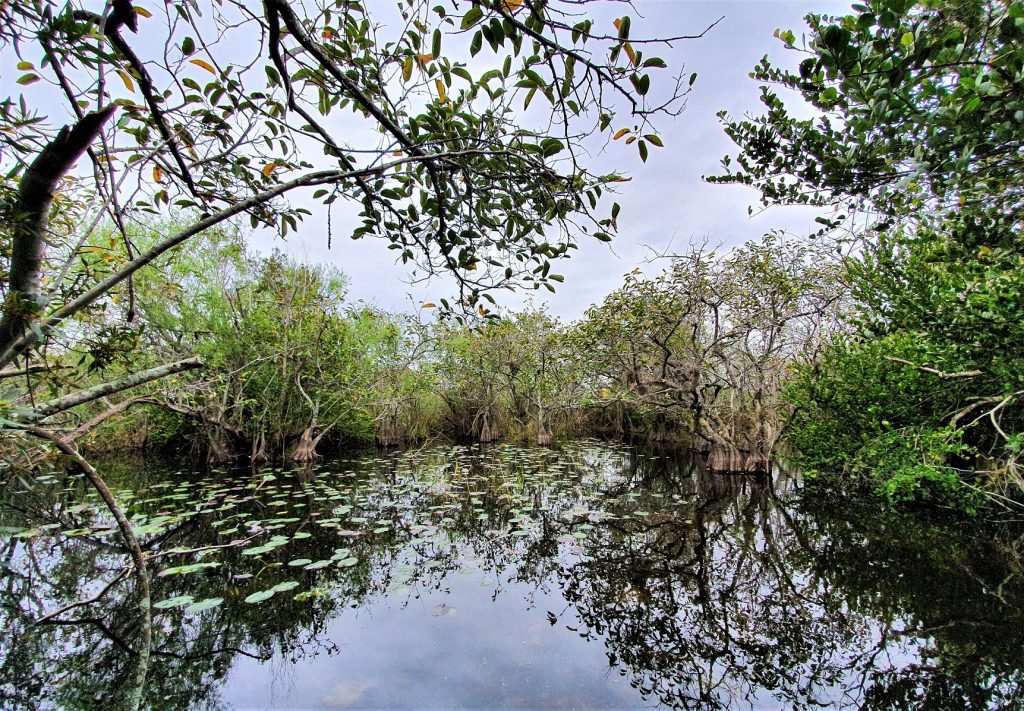 Everglades Shark Valley