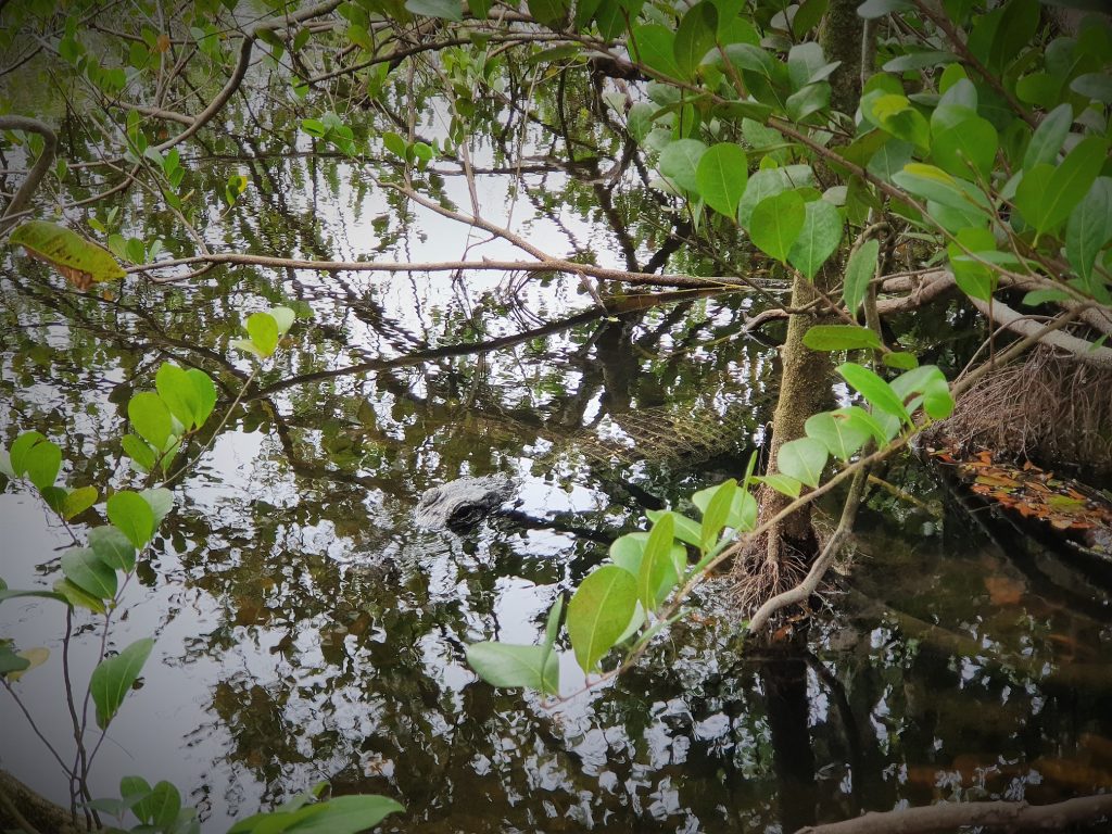 Everglades Shark Valley