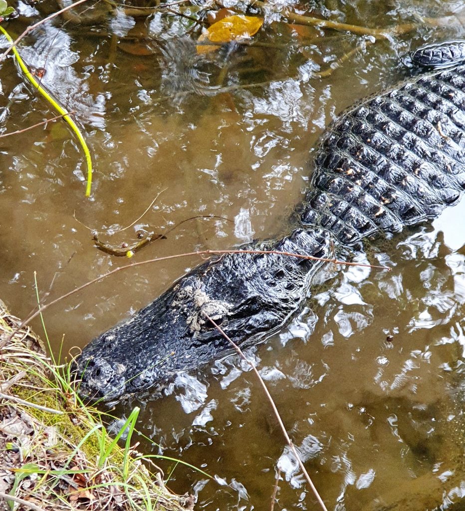 Everglades Shark Valley