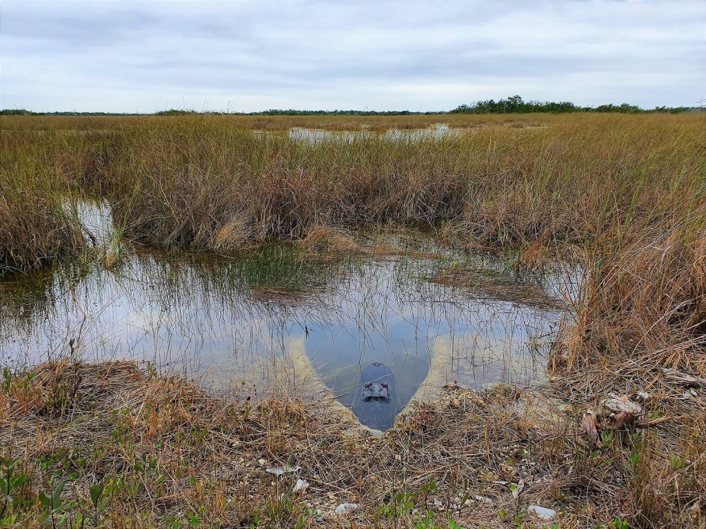 Everglades Shark Valley