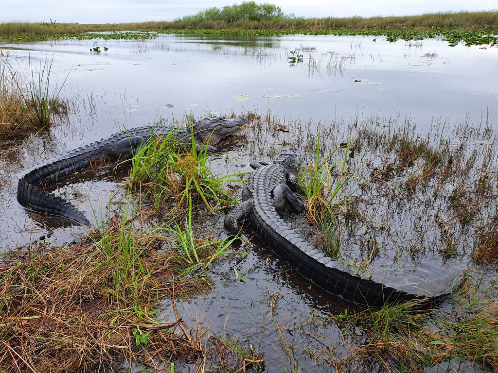 Buffalo Tiger Airboat