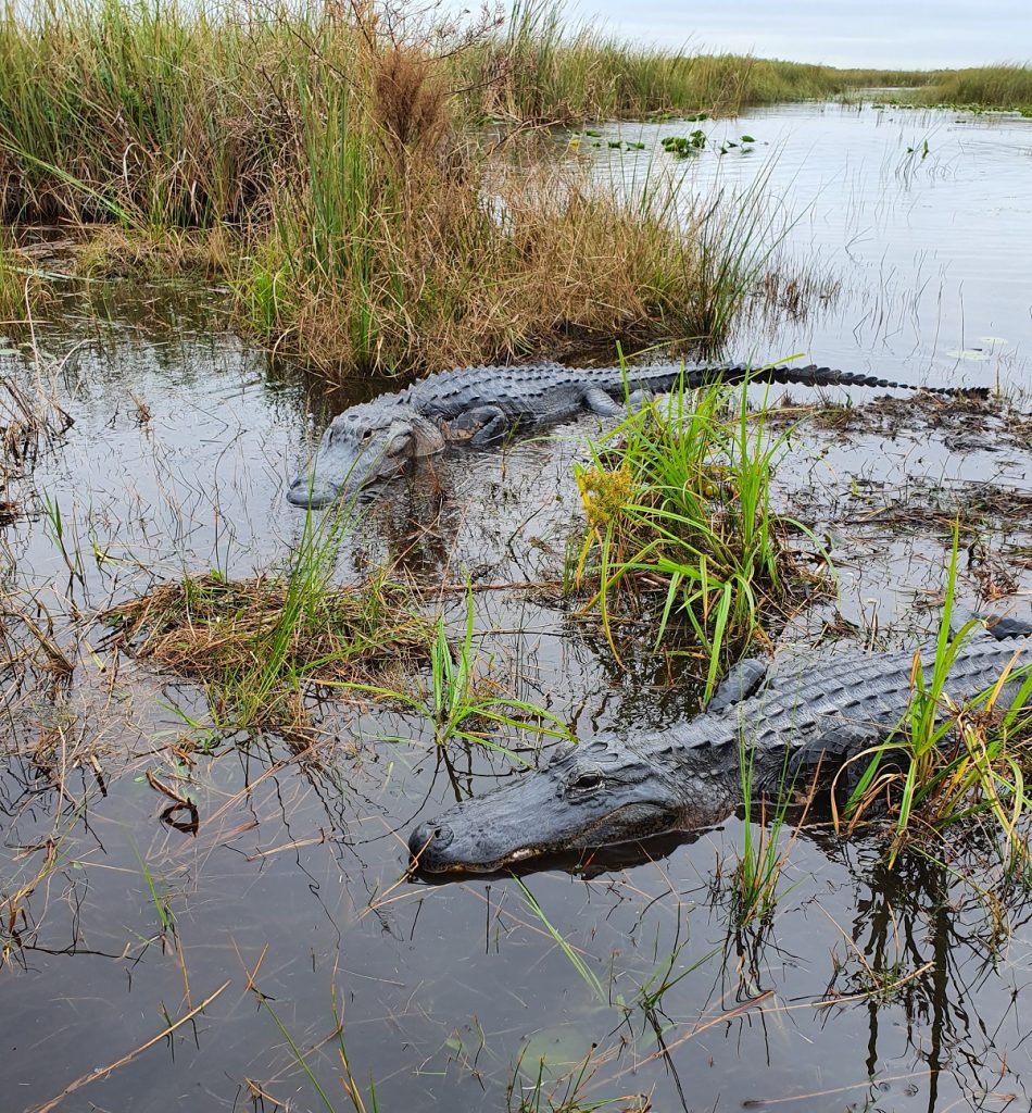 Buffalo Tiger Airboat