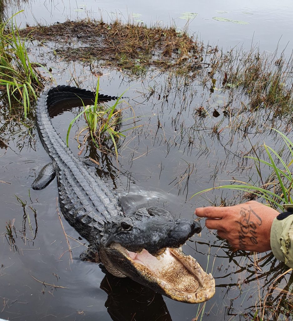 Buffalo Tiger Airboat