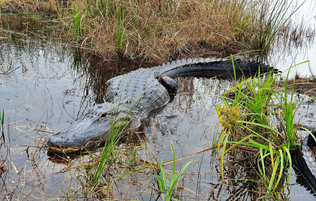 Buffalo Tiger Airboat