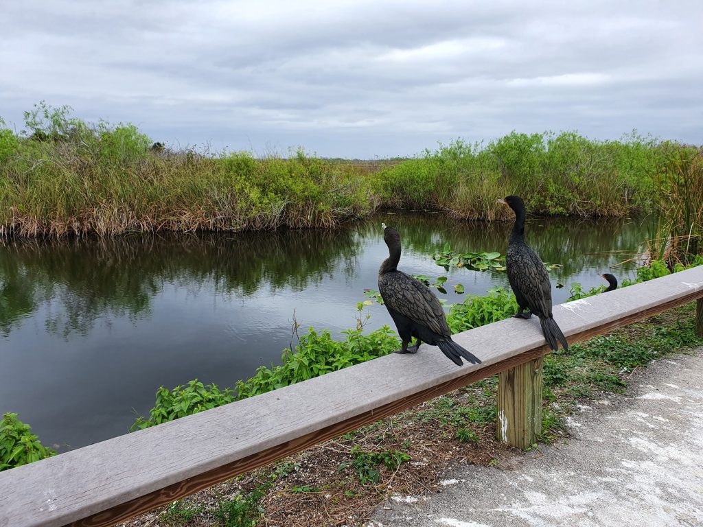 Anhinga Trail Everglades