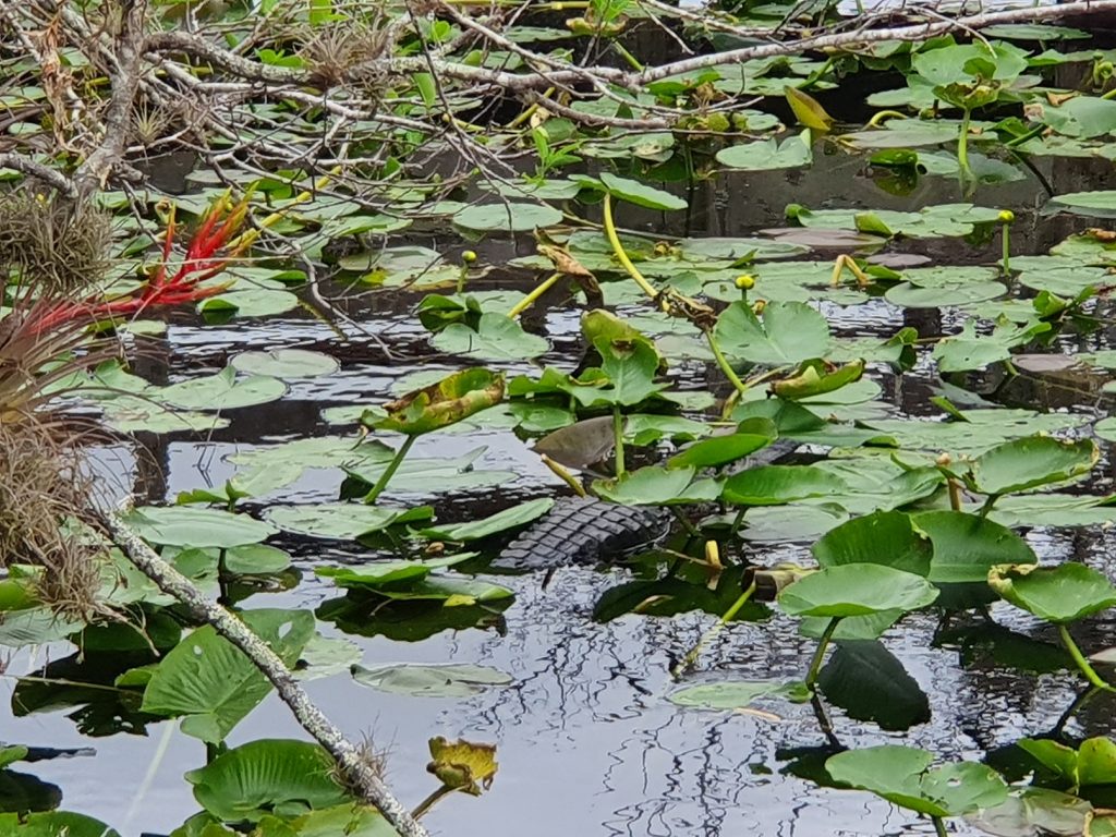 Anhinga Trail Everglades