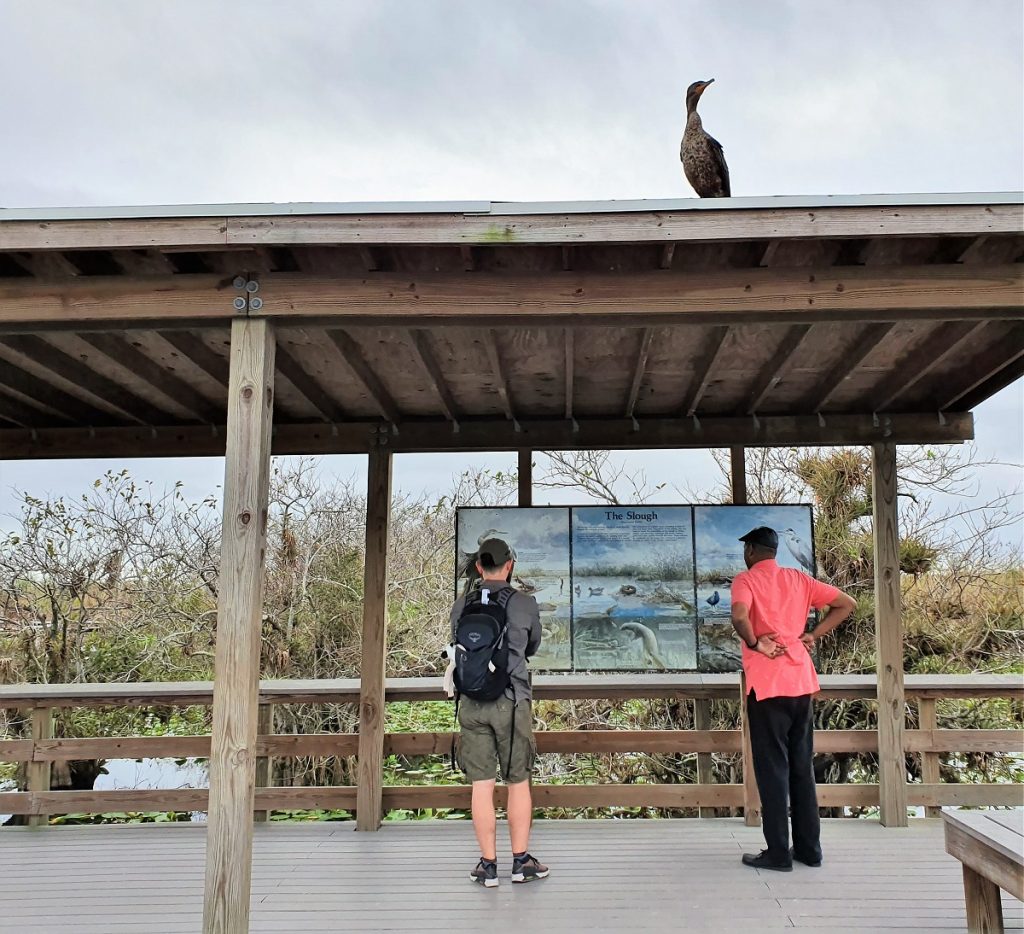 Anhinga Trail Everglades